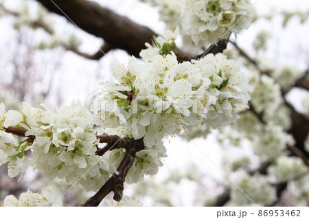 美しき花　　  春の伊那の花　　　花と植物が織りなす色紙　 86953462