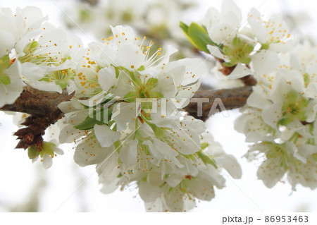 美しき花 春の伊那の花 花と植物が織りなす色紙 美しき花 春の伊那の花 花と植物が織りなす色紙 86953463