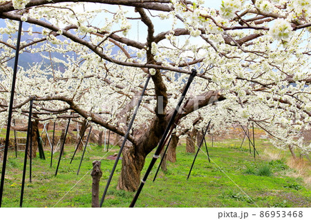 美しき花　　  春の伊那の花　　　花と植物が織りなす色紙　 86953468