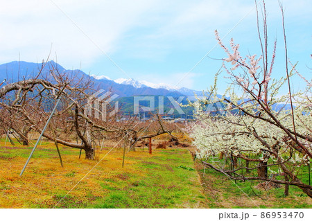 美しき花 春の伊那の花 花と植物が織りなす色紙 美しき花 春の伊那の花 花と植物が織りなす色紙 86953470