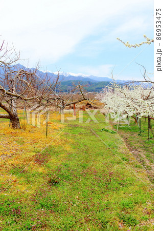 美しき花　　  春の伊那の花　　　花と植物が織りなす色紙　 86953475