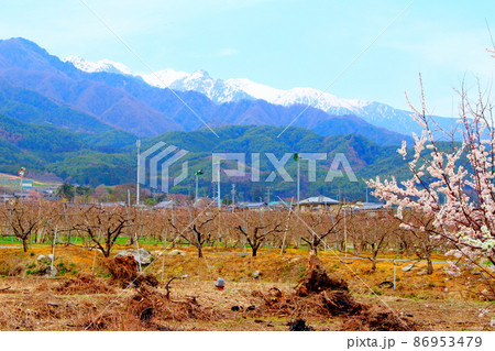 美しき花　　  春の伊那の花　　　花と植物が織りなす色紙　 86953479