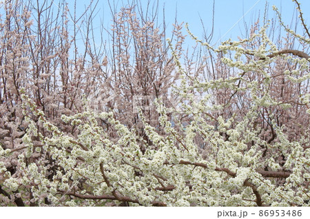 美しき花 春の伊那の花 花と植物が織りなす色紙 美しき花 春の伊那の花 花と植物が織りなす色紙 86953486