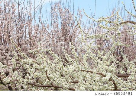 美しき花　　  春の伊那の花　　　花と植物が織りなす色紙　 86953491