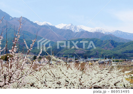 美しき花　　  春の伊那の花　　　花と植物が織りなす色紙　 86953495