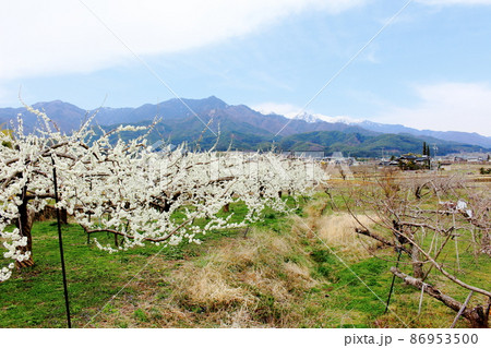 美しき花　　  春の伊那の花　　　花と植物が織りなす色紙　 86953500