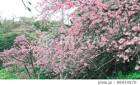 沖縄の桜 寒緋桜 カンヒザクラ ピンク 綺麗 花  86954670