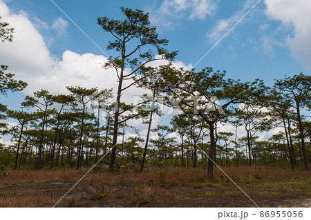 The view of the pines in hay field against blue sky cloud background. 86955056