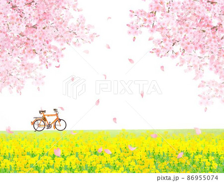 菜の花の咲く河川敷に自転車と美しく華やかな花びら舞い散る春の桜ののどかな風景白バックフレーム背景素材 86955074