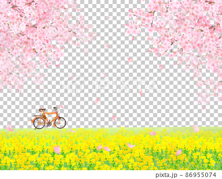 菜の花の咲く河川敷に自転車と美しく華やかな花びら舞い散る春の桜ののどかな風景白バックフレーム背景素材 86955074