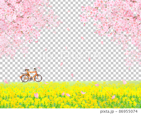 菜の花の咲く河川敷に自転車と美しく華やかな花びら舞い散る春の桜ののどかな風景白バックフレーム背景素材 86955074