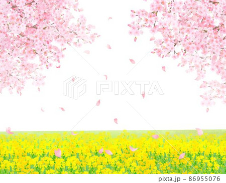 菜の花の咲く河川敷に美しく華やかな花びら舞い散る春の桜の白バックフレーム背景素材のイラスト素材