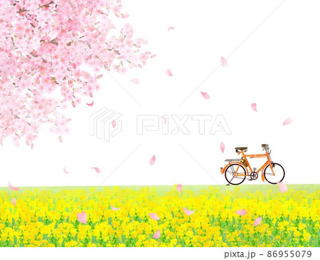 菜の花の咲く河川敷に自転車と美しく華やかな花びら舞い散る春の桜ののどかな風景白バックフレーム背景素材 86955079