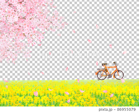菜の花の咲く河川敷に自転車と美しく華やかな花びら舞い散る春の桜ののどかな風景白バックフレーム背景素材 86955079