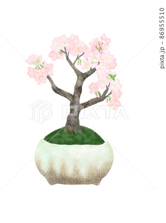 満開の桜の小さな盆栽・丸い陶器の鉢/白背景（切り抜き）タイプ 86955510