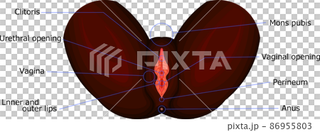 女性生殖器2(外性器)人種 黒人 英語 女性生殖器2(外性器)人種 黒人 英語 86955803