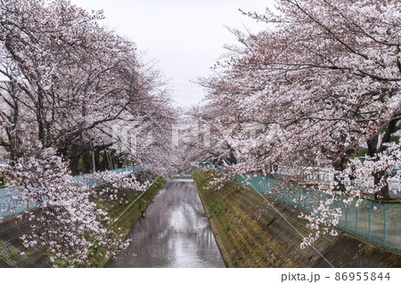両側から大谷川に被さる満開の桜【東坂戸団地】／埼玉県坂戸市 86955844