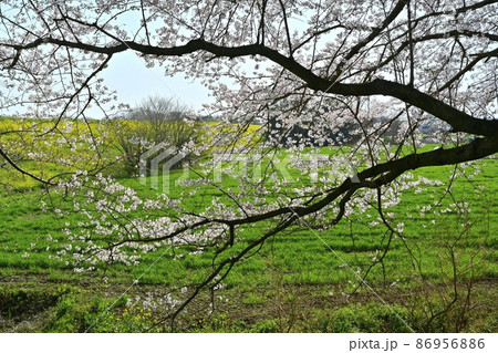 吉見町桜堤公園の桜に荒川右岸堤防の菜の花の群生 吉見町桜堤公園の桜に荒川右岸堤防の菜の花の群生 86956886