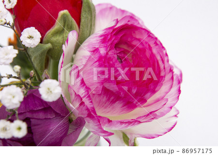 春の花ラナンキュラス 86957175