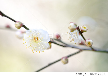 梅の花 白梅 梅の花 白梅 86957207