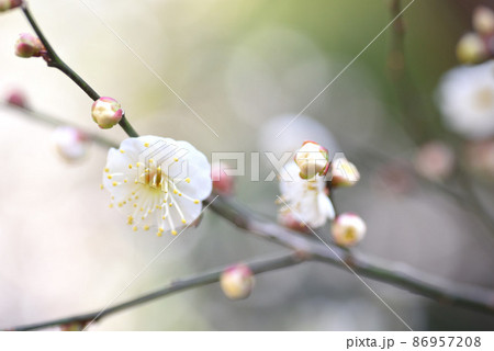 梅の花　白梅 86957208