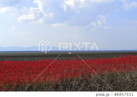 佐賀県東与賀海岸 立ち枯れから再生した「シチメンソウ」の紅葉 佐賀県東与賀海岸 立ち枯れから再生した「シチメンソウ」の紅葉 86957331