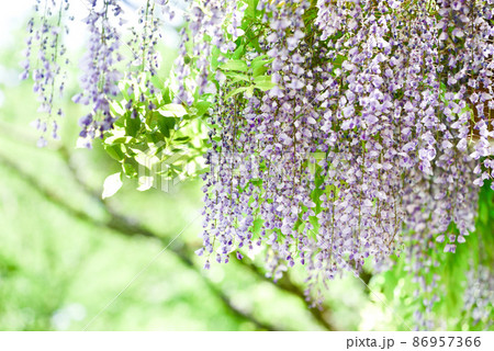 藤の花の写真素材