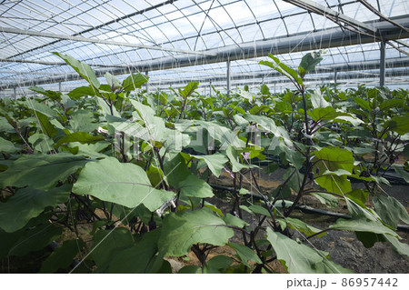 ナスのハウス　茄子畑　ハウス園芸 86957442