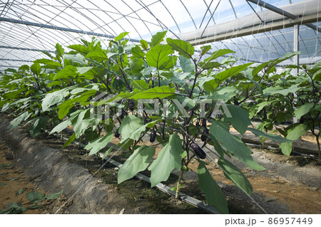 ナスのハウス　茄子畑　ハウス園芸 86957449