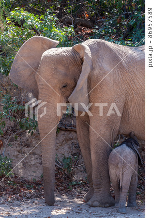 Closeup of a desert elephant 86957589