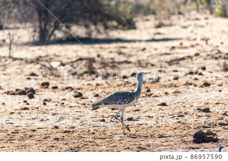 A Kori Bustard, standing on the edge of a waterhole 86957590