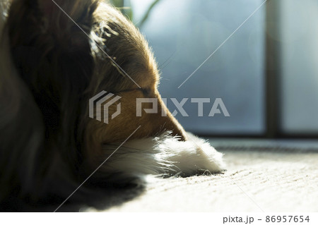 カーペットの上で日向ぼっこをする犬　シェルティー 86957654