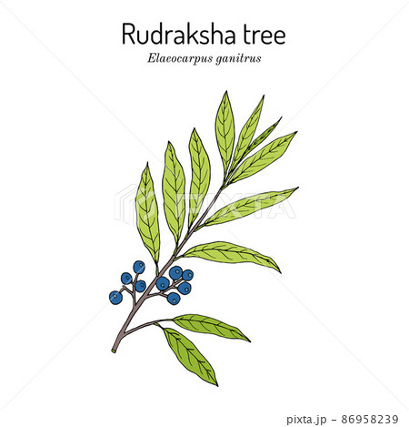 Share 142+ rudraksha sketch