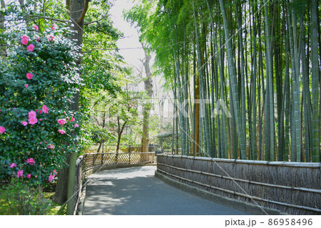 椿の咲く庭園 86958496
