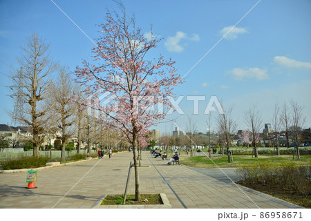 公園の植えたばかりの桜 公園の植えたばかりの桜 86958671