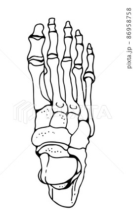 Bones of the human foot, vector hand drawn illustration isolated on a white background 86958758