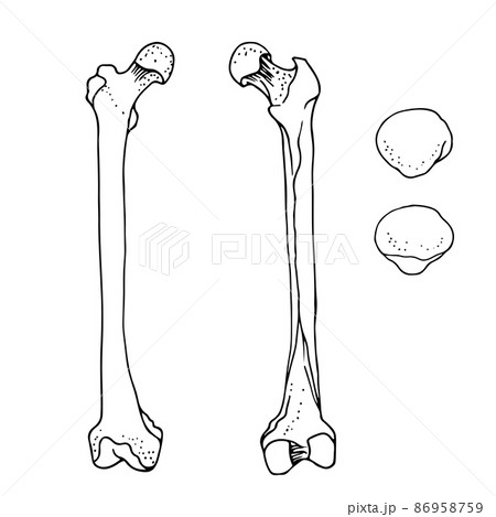 Human femur and patella, vector hand drawn illustration isolated on a white background 86958759