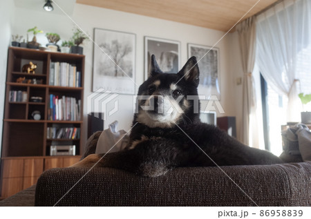 堂々とした柴犬 86958839