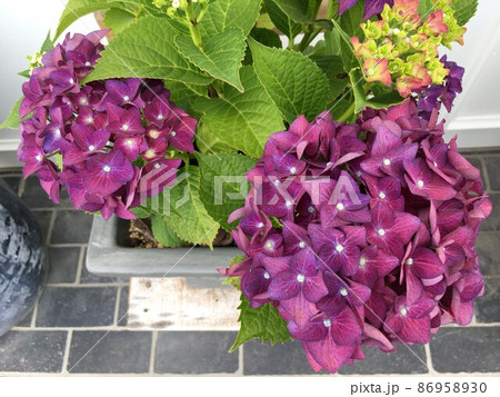 花壇に咲く紫色の花の紫陽花(アジサイ) 花壇に咲く紫色の花の紫陽花(アジサイ) 86958930