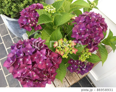 花壇に咲く紫色の花の紫陽花（アジサイ） 86958931