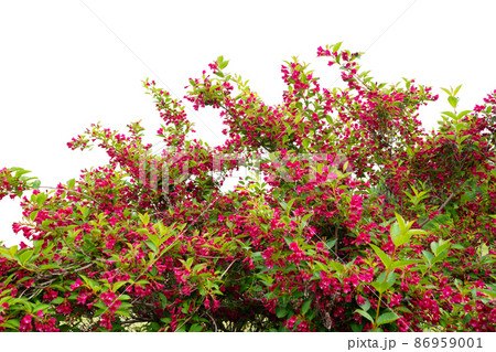 Wild apple tree flowers blooming isolated on white background 86959001