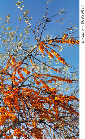 Sea buckthorn branches with ripe berries against the blue sky Sea buckthorn branches with ripe berries against the blue sky 86959027