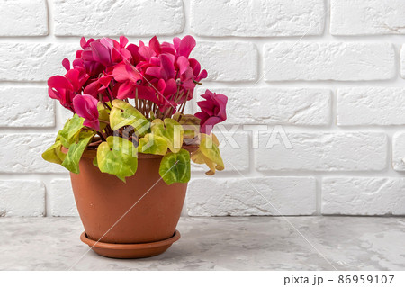 Yellow leaves on a cyclamen plant. Mistake people make with indoor plant care and growing houseplants 86959107