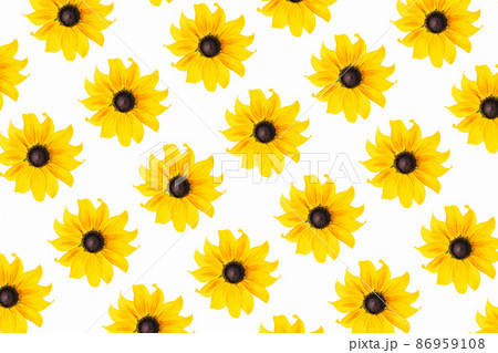 Pattern of natural yellow flowers on white background, as backdrop or texture. Bright summer wallpaper. Top view Flat lay 86959108