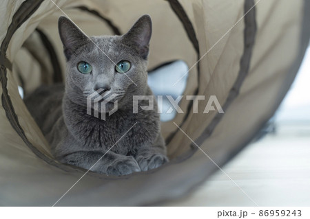 キャットトンネルの中にいるロシアンブルー キャットトンネルの中にいるロシアンブルー 86959243