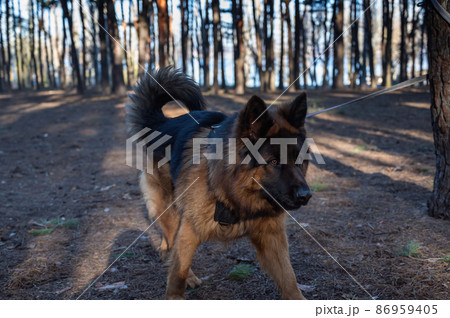 The dog is tied to a tree in the woods. The male German shepherd is tied to the trunk of a pine tree with a long leash. The dog is tied to a tree in the woods. The male German shepherd is tied to the trunk of a pine tree with a long leash. 86959405