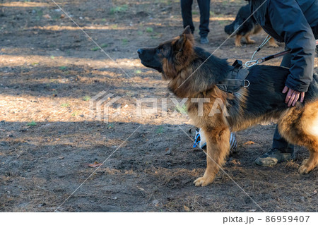 Training of dogs for guard duty. The middle section of a man's body and a German Shepherd. Pet standing and barking. Training of dogs for guard duty. The middle section of a man's body and a German Shepherd. Pet standing and barking. 86959407