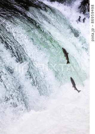 【北海道】清里町 サクラマスの滝登り 7月 【北海道】清里町 サクラマスの滝登り 7月 86959498