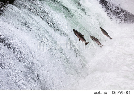 【北海道】清里町　サクラマスの滝登り 7月 86959501