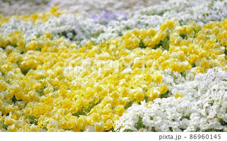 春の花の花壇 春の花の花壇 86960145